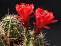 Thumbnail of 0928_Echinocereus coccineus_20140430(1).JPG